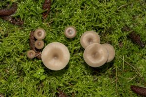 animation sur les champignons